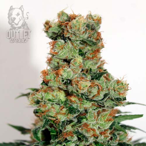 Semillas | Ripper Badazz | Fem | 3 semillas | Ripper Seeds1