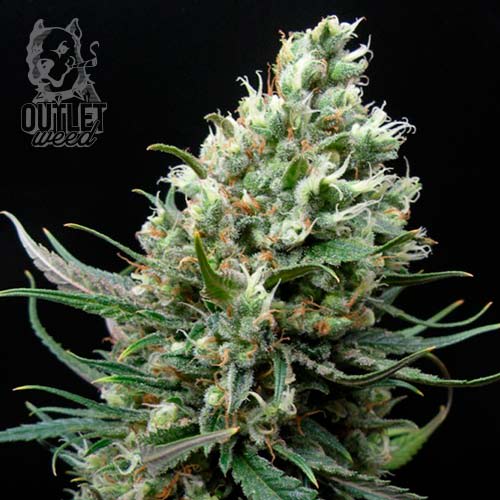 Semillas | Ripper Haze | Fem | 3 semillas | Ripper Seeds1