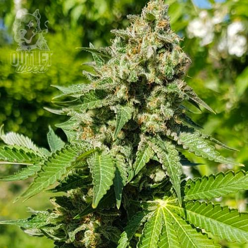 Semillas | Royal AK | Fem | 1 semilla | Royal Queen1