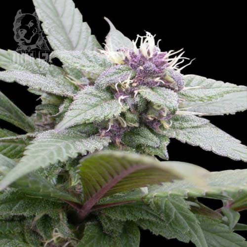 Semillas | Royal Bluematic | Auto | 1 semilla | Royal Queen1