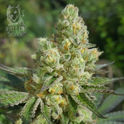 Semillas | Royal Cookies | Fem | 3 semillas | Royal Queen1
