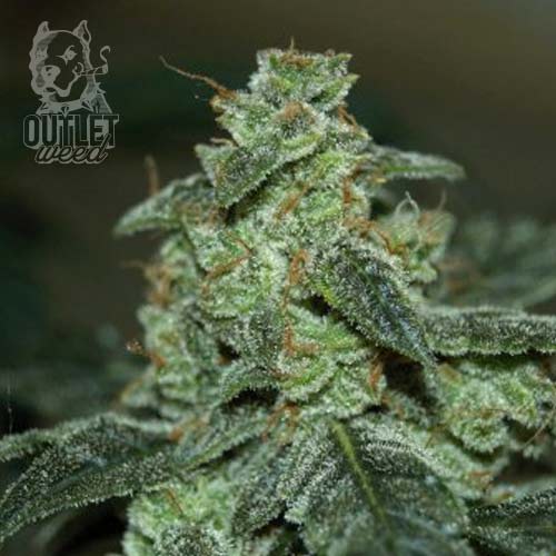 Semillas | Royal Creamatic | Auto | 1 semilla | Royal Queen1