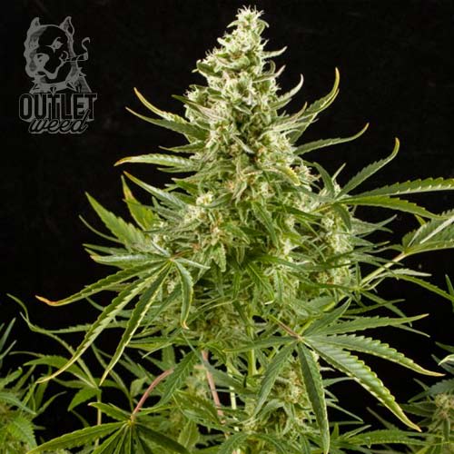 Semillas | Royal Critical | Auto | 3 semillas | Royal Queen1