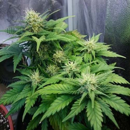 Semillas | Royal Dwarf | Auto | 3 semillas | Royal Queen1