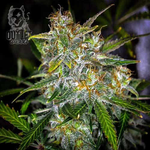 Semillas | Royal Gorilla | Auto | 3 semillas | Royal Queen1