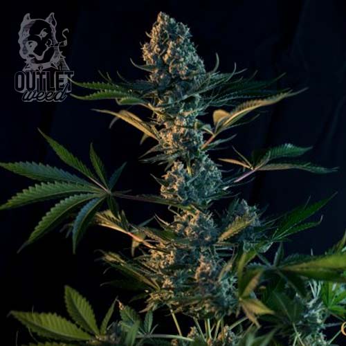 Semillas | Royal Gorilla | Fem | 1 semilla | Royal Queen1