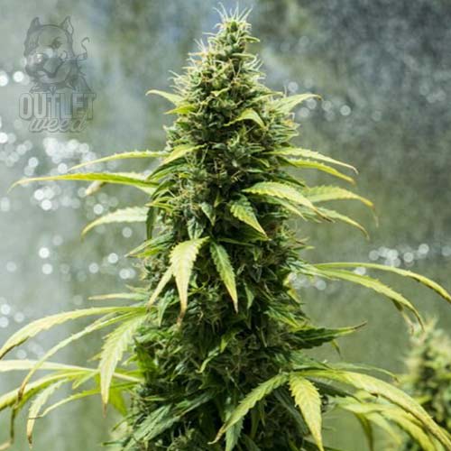 Semillas | Royal Jack | Auto | 1 semilla | Royal Queen1