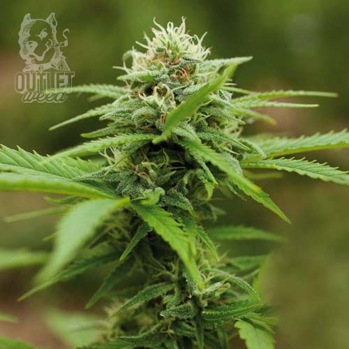 Semillas | Royal Moby | Fem | 3 semillas | Royal Queen1