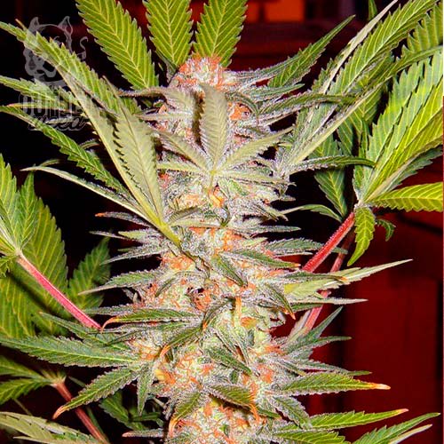 Semillas | S.A.D. S1 | Fem | 3+1 semillas | Sweet Seeds1