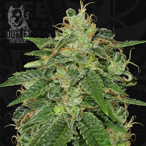 Semillas | S.A.G.E. | Fem | 2 semillas | T.H.Seeds1