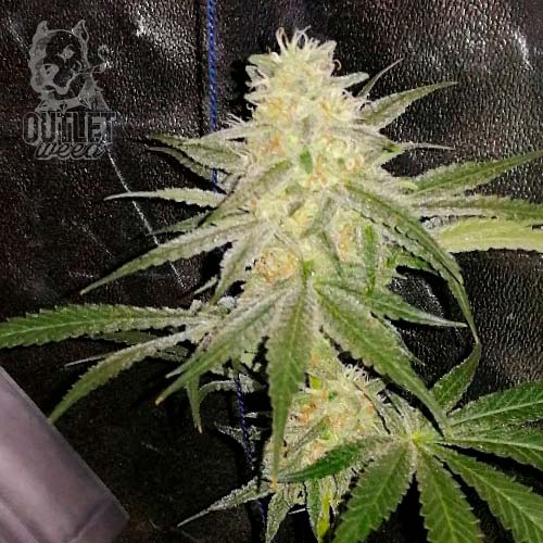 Semillas | Santo Gelato | Auto | 3 semillas | Chef Genetics1