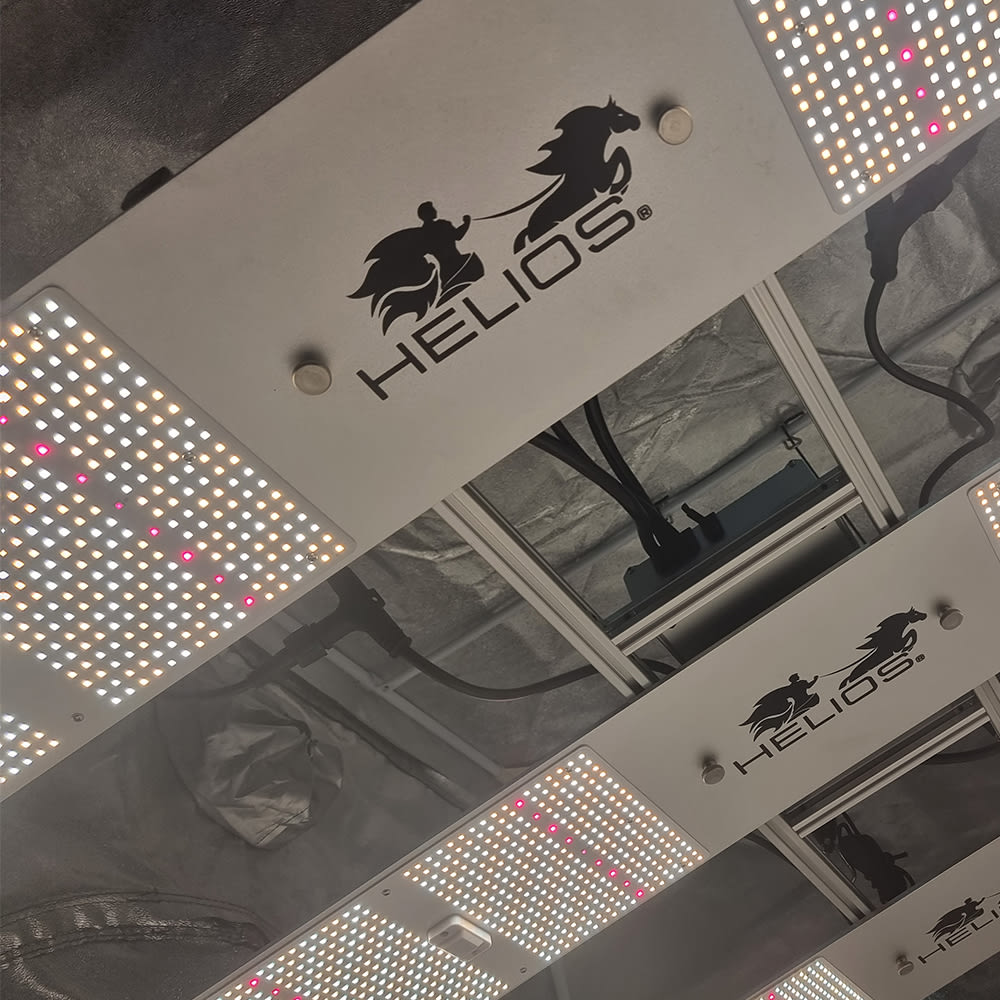 Quantum Board Serie X | 650W | Helios Corporate8