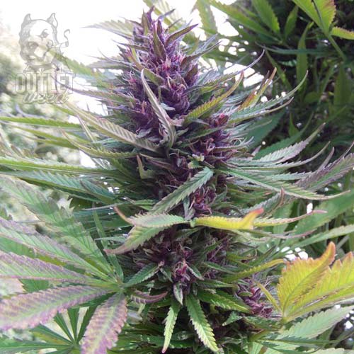 Semillas | Shaman | Fem | 3 semillas | Dutch Passion1