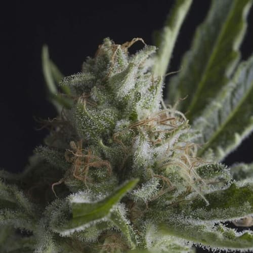 Semillas | Shark | Fem | 3 semillas | Pyramid Seeds1