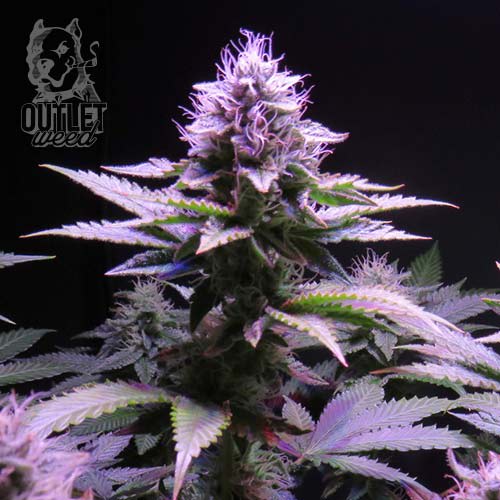 Semillas | Sherbet Queen | Fem | 1 semilla | Royal Queen1