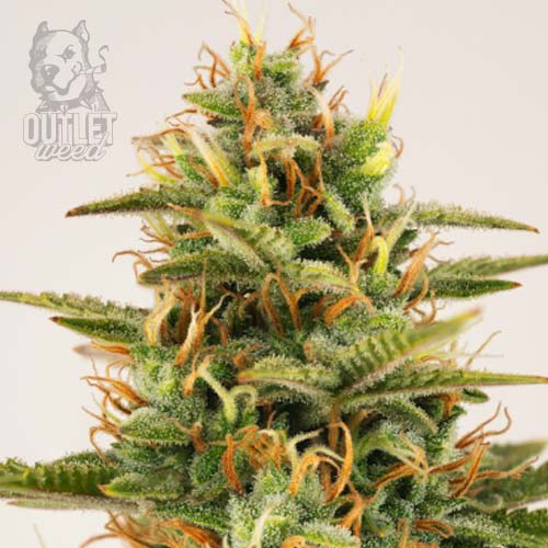 Semillas | Sherbet | Auto | 3 semillas | Seed Stockers1