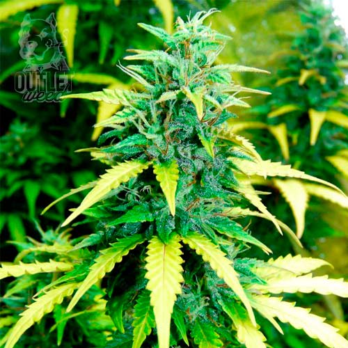 Semillas | Skunk | Auto | 1 semilla | Strain Masters1