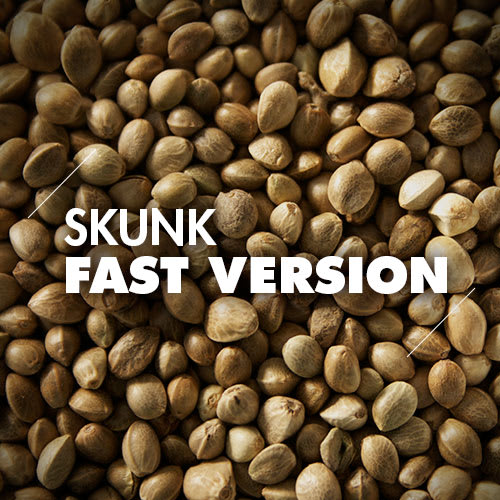 Skunk | 10 Semillas | Fast Version1