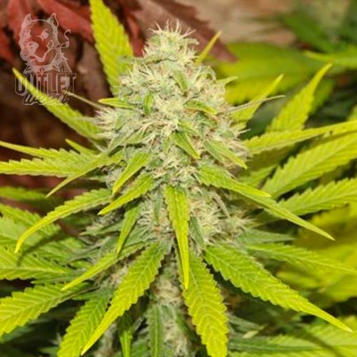Semillas | Skunk XL | Fem | 1 semilla | Royal Queen1