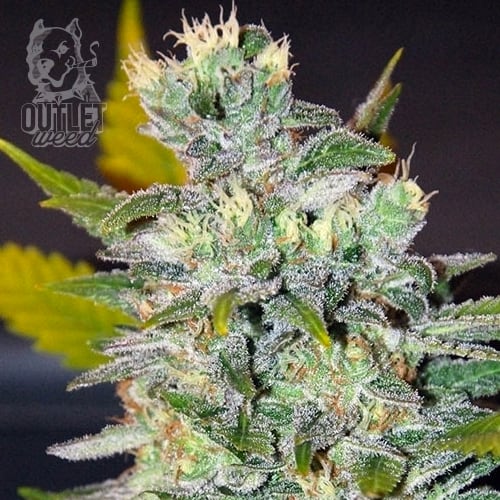 Semillas | Space | Fem | 3 semillas | World Of Seeds1