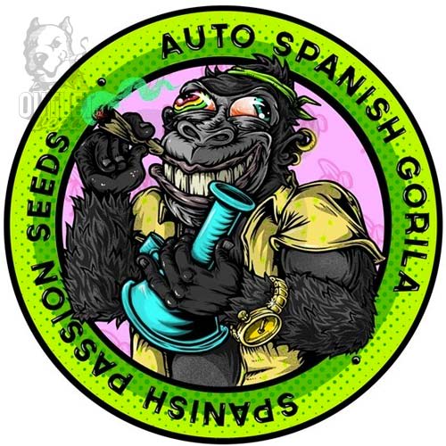 Semillas | Spanish Gorilla | Auto | 3 semillas | Spanish Passion Seeds1