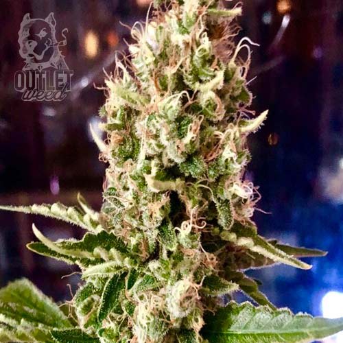 Semillas | Special Kush #1 | Fem | 1 semilla | Royal Queen1