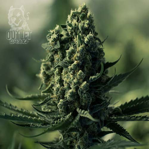 Semillas | Speedy Chile - Fast Version | Fem | 1 semilla | Royal Queen1