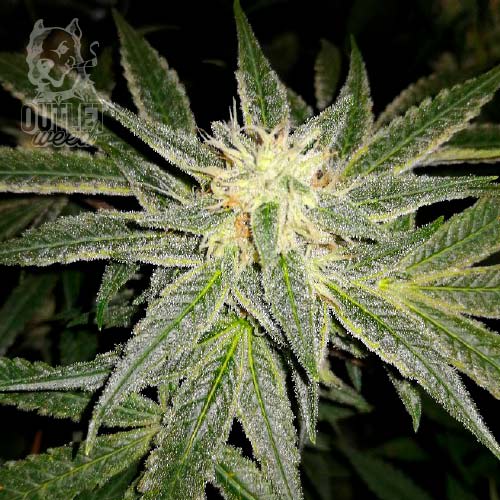 Semillas | Squitles Limonada | Auto | 3 semillas | Chef Genetics1