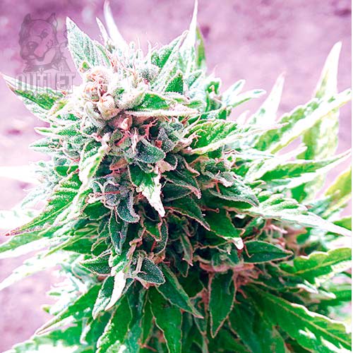 Semillas | Star 99 | Auto | 5 semillas | Shaman Genetics1