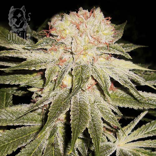 Semillas | Star 99 | Fem | 5 semillas | Shaman Genetics1