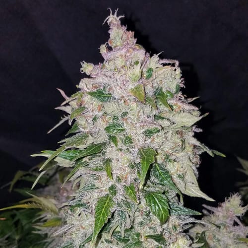 Semillas | Stardawg | Auto | 3 semillas | FastBuds1