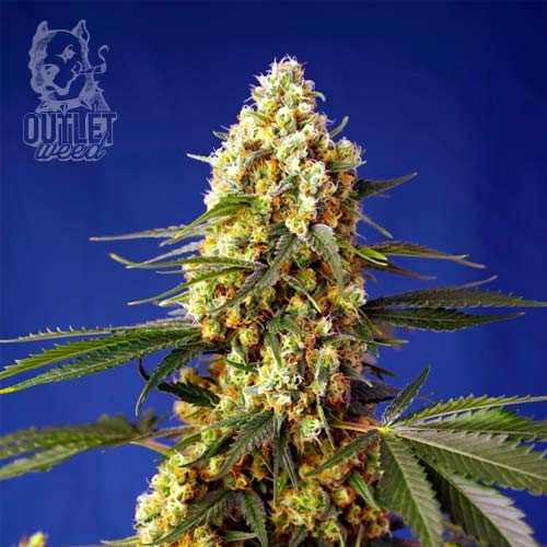 Semillas | Strawberry Banana Gelato XL | Auto | 3+1 semillas | Sweet Seeds1