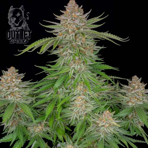 Semillas | Strawberry Pie | Auto | 3 semillas | FastBuds1