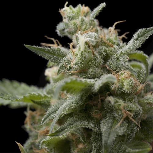 Semillas | Super Hash | Fem | 3+1 semillas | Pyramid Seeds1