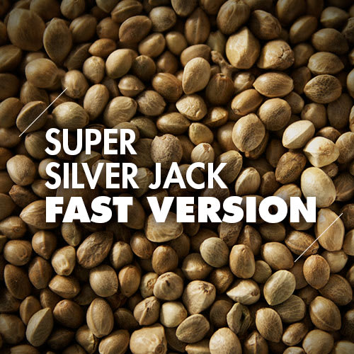 Super Silver Jack | 10 Semillas | Fast Version1