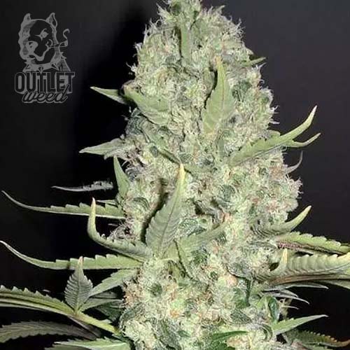 Semillas | Super Skunk | Auto | 3 semillas | Seed Stockers1