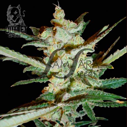 Semillas | Supersonic Cristal Storm | Auto | 3 semillas | Samsara Seeds1