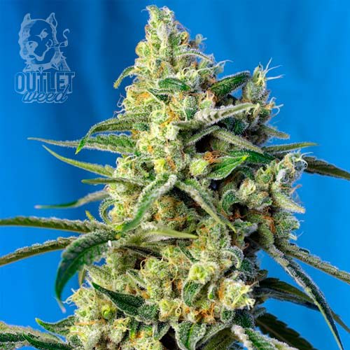 Semillas | Sweet Amnesia Haze | Fem | 3+1 semillas | Sweet Seeds1