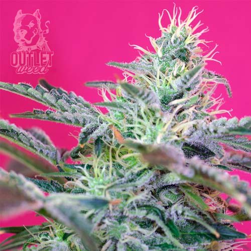 Semillas | Sweet Cheese | Auto | 3+1 semillas | Sweet Seeds1