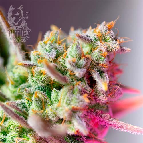 Semillas | Sweet Mimosa XL | Auto | 3+1 semillas | Sweet Seeds1