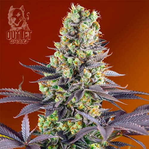 Semillas | Sweet Zenzation | Fem | 3+1 semillas | Sweet Seeds1