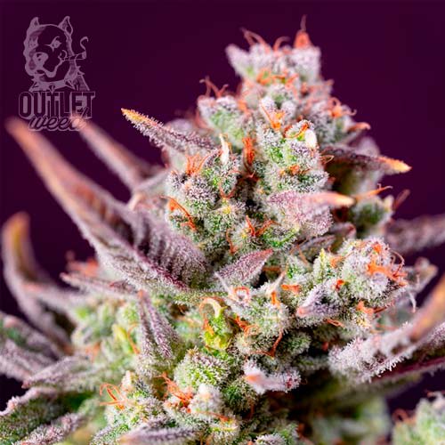 Semillas | Sweet Zenzation XL | Auto | 3+1 semillas | Sweet Seeds1