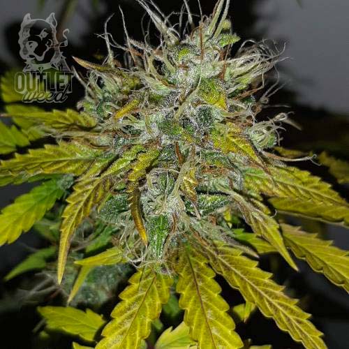 Semillas | Sweet Skunk | Auto | 3 semillas | Royal Queen1