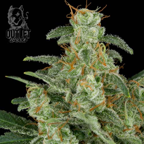 Semillas | Taurus | Auto | 3 semillas | Santa Semilla1