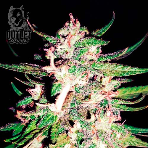 Semillas | Thai Impact | Fem | 2 semillas | Shaman Genetics1