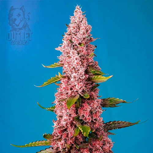 Semillas | The Red Family | Red Hot Cookies | Fem | 3+1 semillas | Sweet Seeds1