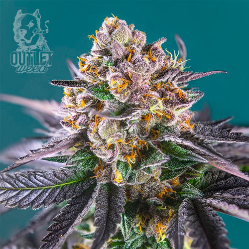 Semillas | The Red Family | Red Strawberry Banana | Auto | 3+1 semillas | Sweet Seeds1