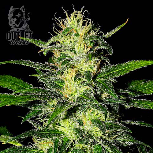 Semillas | The Super | Fem | 5 semillas | Shaman Genetics1