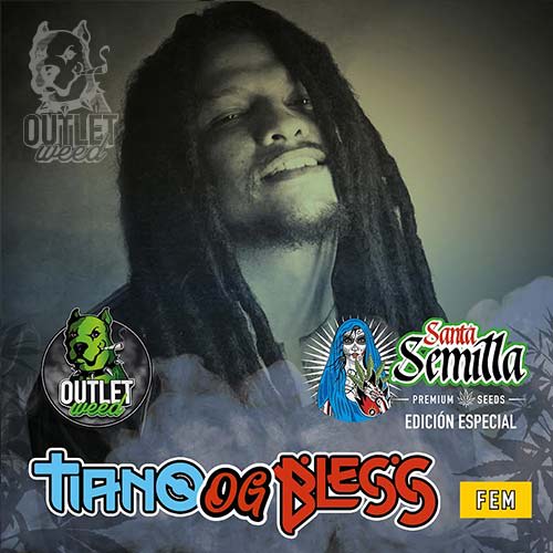 Semillas | Tiano OG Bless | Fem | 3 semillas | Santa Semilla1