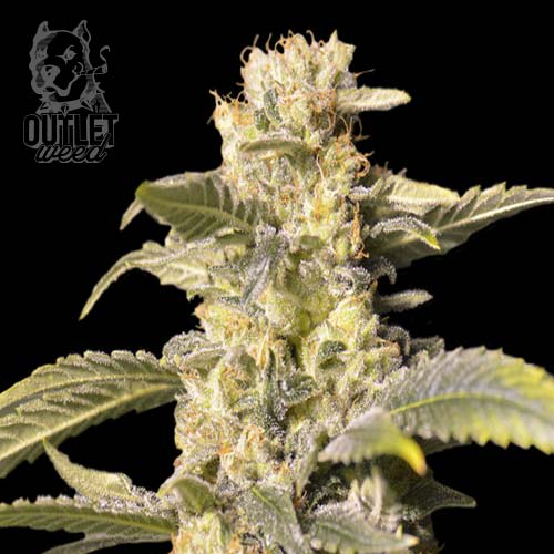 Semillas | TNT Kush | Fem CBD | 3+1 semillas | Eva Seeds1